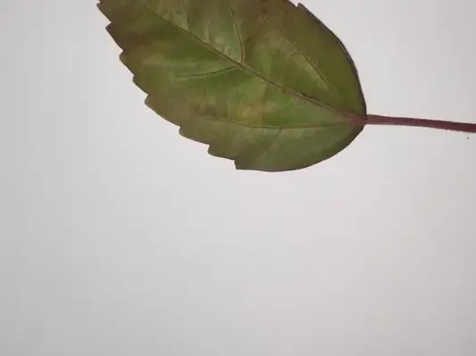 Leaf Classification screenshot 1